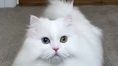 Cat 😁😆🤔🙄fun video