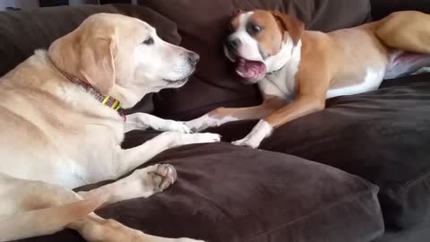 Boxer and Lab discuss the meaning of life