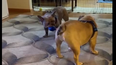 Fosters chato Rombo acting like they are fighters, viral video, dogs video