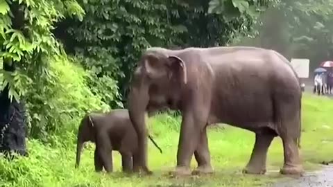 Maternal Love is Great #shorts #shortvideo #video #virals #videoviral