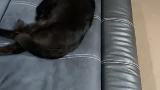 Owner Accidentally Scares Cat Waking Her Up
