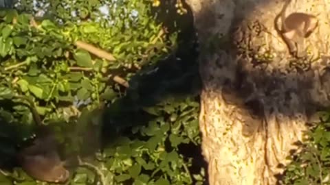 Monkeys on the tree