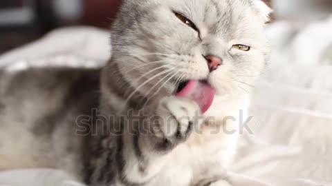 British Scottish fold cat is washing her tongue. happy cat washes