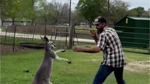 PUT THEM UP ~MAN BOXING 🤣WITH KANGAROO