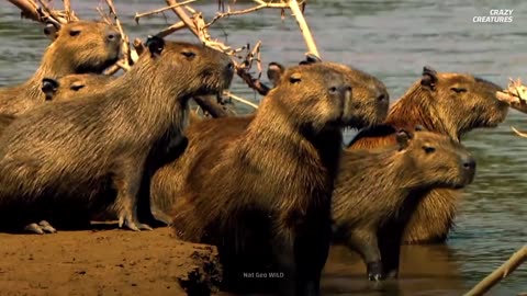 Capybaras, the Largest and ‘Chillest’ Rodents in the World