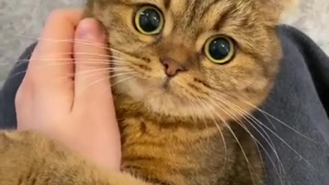 Cute clingy cat