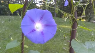 Morning Glory