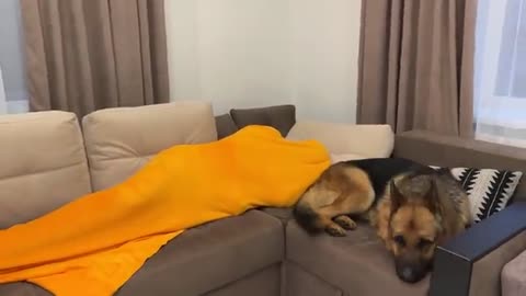 German Shepherd is shocked that he can't find his human owner