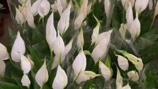 Multipotted white lily