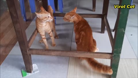 Cat funny fighting scene