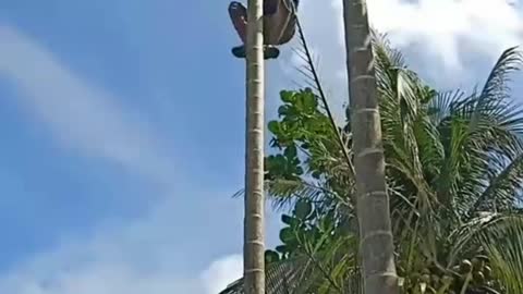 The art of climbing areca trees is here