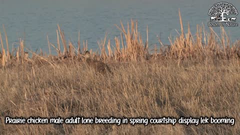 Prairie chicken male adult lone breeding in spring courtship display lek booming