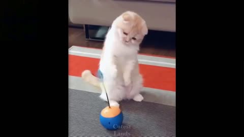 funny and cute cats