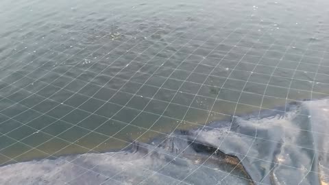 FISH FARMING