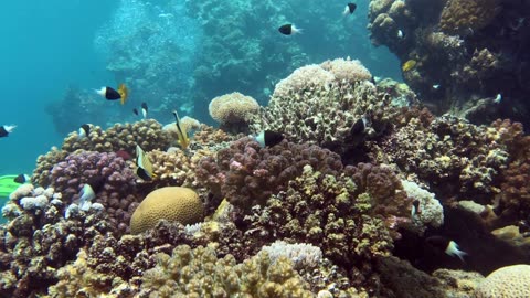 Beautiful Red Sea Coral Reef With Fishes - No Sound