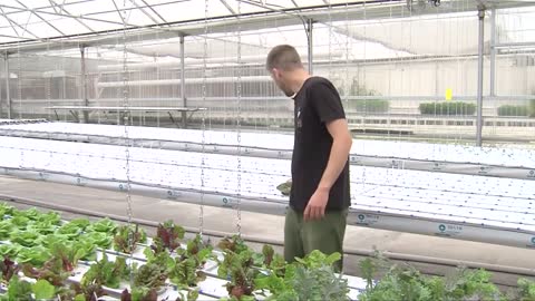 A tour and explanation of the top plants at a hydroponics farm: Best Plants for Hydroponics Growing
