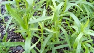 Artemisia annua, Sweet Annie, oregano, bee balm, lemon balm Russian tarragon