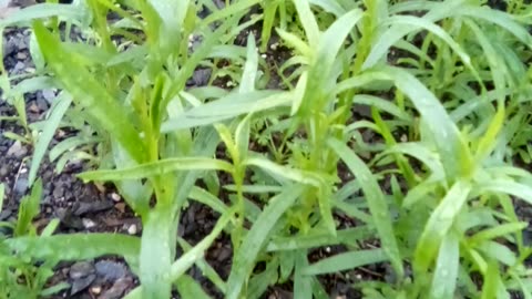 Artemisia annual, sweet Annie, oregano, bee balm, lemon balm Russian tarragon