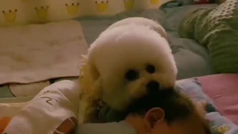 Cute dog takes care of the little owner