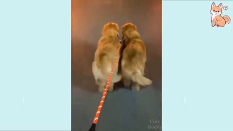 Backbenchers doggy dance