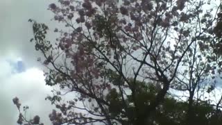 Large purple elder tree in the park, with many beautiful flowers [Nature & Animals]