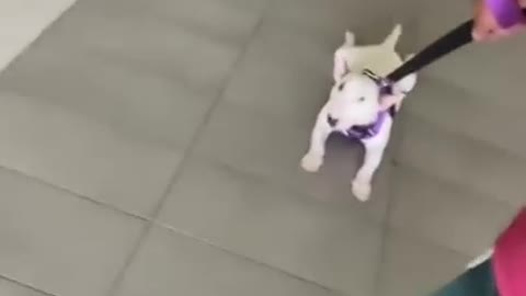 Baby Dog Doesn't Want To Walk! (Cute Puppy Video)