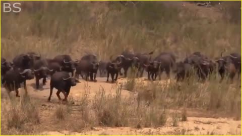 The Greatest Fights In The Animal Kingdom | Lion VS Buffalo