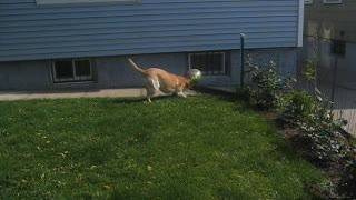 Labrador plays with a balloon