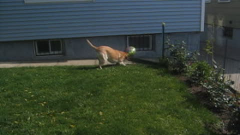 Labrador plays with a balloon