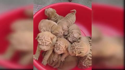 Cute new born dog babies