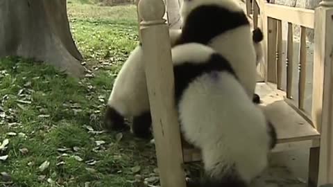 Cute pandas playing on the slide