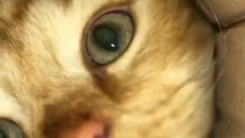 Cute cat videos