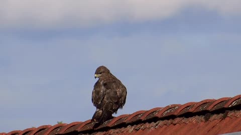 Raptor Golden Eagle Bird Of Prey Young Animal