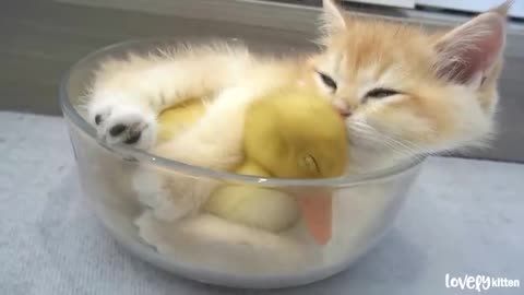 Cat with Duck