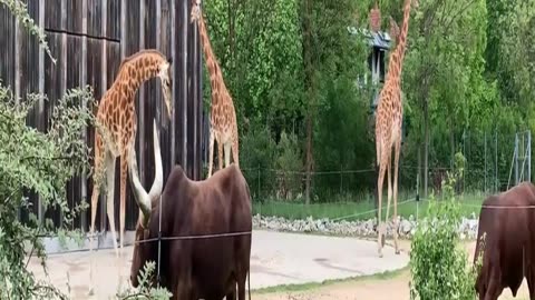 Lindas girafas