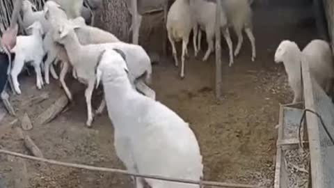 Human vs Goat Funny Moments