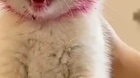 pink FACE cats >>>>best funny crazy cats