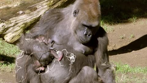 Gorilla Mom Bonds With Newborn