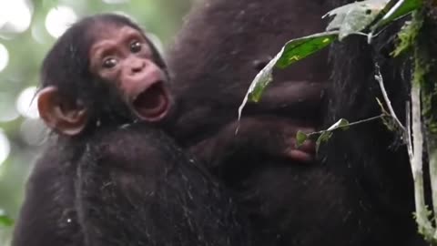 A young chimps yawns while mom feeds