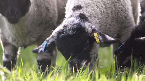 Lambs Grazing Close Up 01