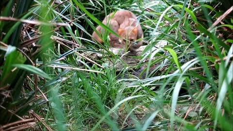 Rusty Spotted Cat, The World's Smallest Cat, Very Cute!