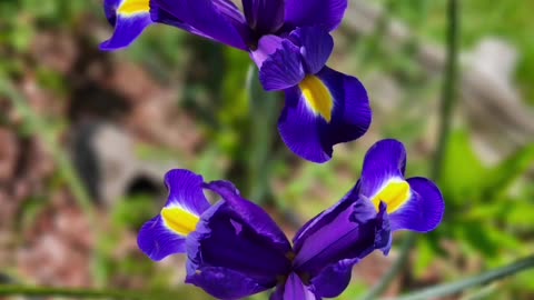 Flowers For Your Soul From Petunia