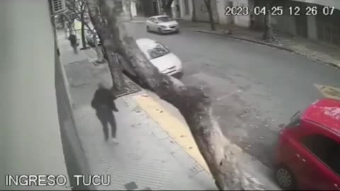 Tree Falls On Clueless Victim