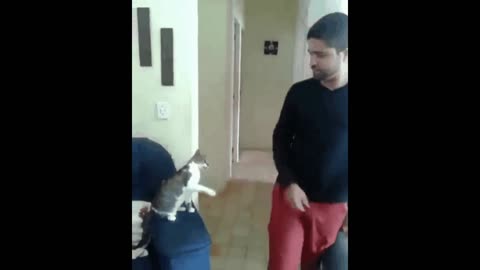 Cat gif video greeting its owner