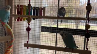 Budgies for Your Budgies
