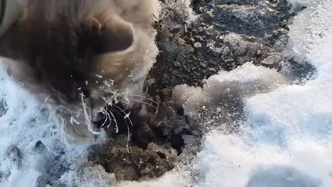 Gets a Second Chance at Life for Frozen Kitty