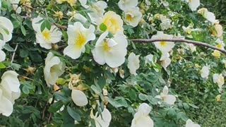 Life in a Flower Valley Gardens Harrogate Yorkshire