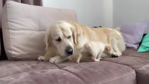 Golden Retriever Confused by new Puppy