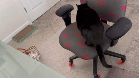 Adopting a Cat from a Shelter Vlog - Cute Precious Piper Gets on Her Office Chair #shorts