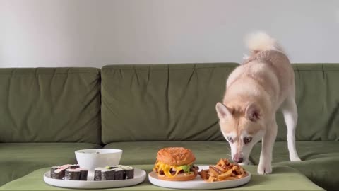 CHEEKY Mini Husky Left Alone With Cheeseburger And Sushi - What Happens Next?